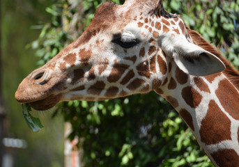 giraffe eating © lauren