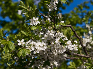 Spring flowers of plum