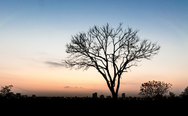 Plakat The lonely tree in sunset