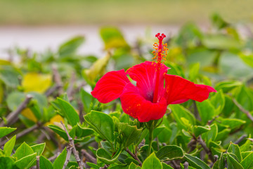 flower of hibiskus selective focus © dadamira