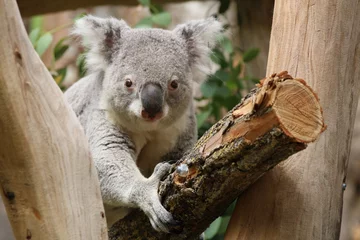 Papier Peint photo Koala Koala