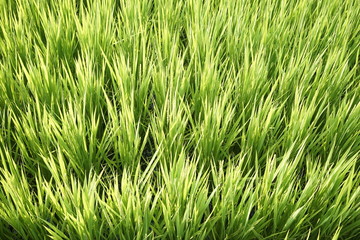 Green paddy field on summer in Kanagawa, Japan.
