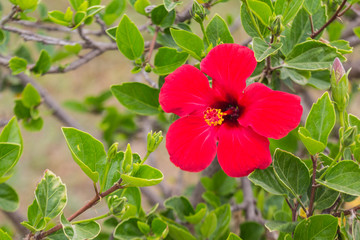 flower of hibiskus selective focus © dadamira