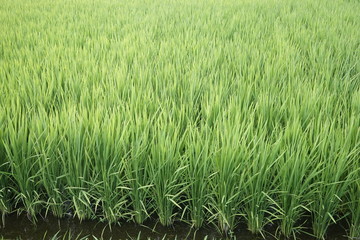 Green paddy field on summer in Kanagawa, Japan.