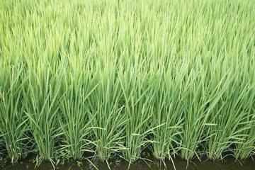 Green paddy field on summer in Kanagawa, Japan.
