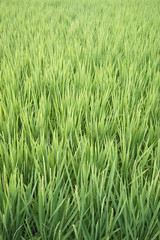 Green paddy field on summer in Kanagawa, Japan.