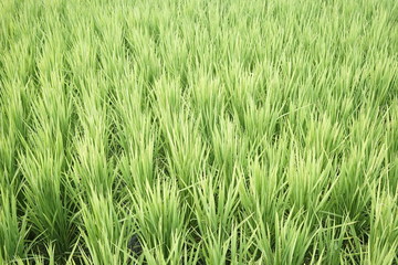 Green paddy field in Kanagawa, Japan