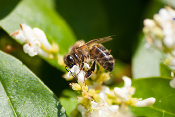 butineuse dans les fleurs