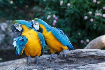 Couple de Ara Bleu sur une branche