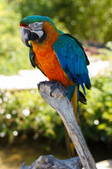 Perroquet sur une branche