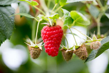 Organic ripe red raspberries on the bush. © gitusik