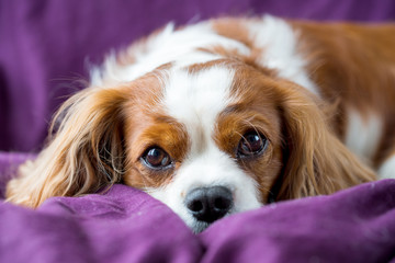 Hund liegt im Bett, Cavalier King Charles Spaniel 