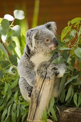 Koala (Phascolarctos cinereus)