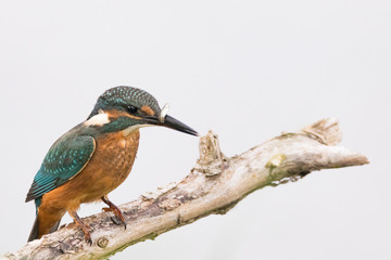 Kingfisher perched on a branch 3