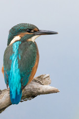 Kingfisher perched on a branch 1