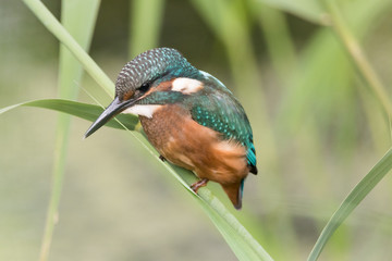 Kingfisher on a reed
