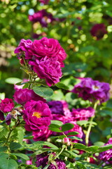 Purple Bourbone roses