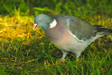 wood pigeon in spring grass, wild birds