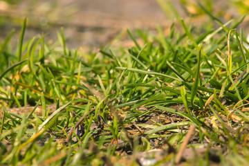 Spring grass on sunny day