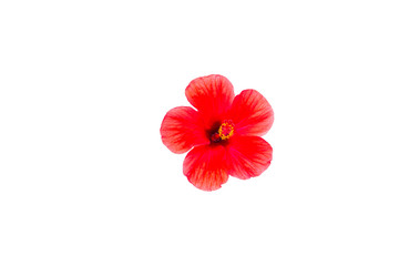 flower of hibiskus isolated on the white background © dadamira