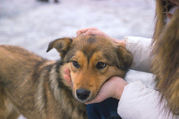 young woman consoles upset dog a quiet moment of understanding