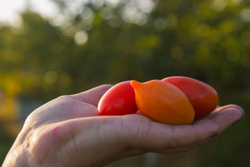 Farmer holding tomatoes at sunset. Food, vegetables, agriculture
