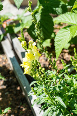 urban gardening salad and plants
