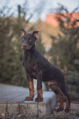 mały doberman