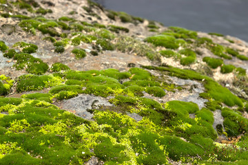 Gray stone with green moss texture background