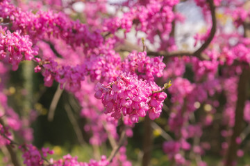 Pink flower bushes