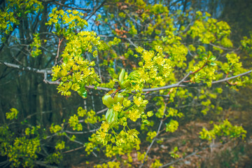 Obraz premium green round leaves surface textures background