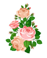 Beautiful pink roses with buds isolated on white background