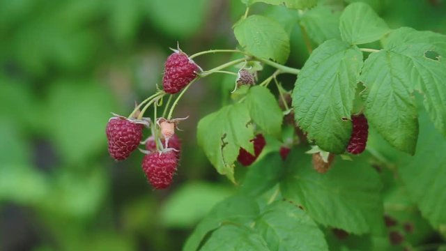 Raspberies on branch in garden. natural berries