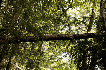 Arbre suspendu
