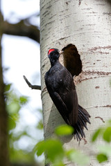 Dryocopus martius. The nest (hole) of the Black Woodpecker in nature.