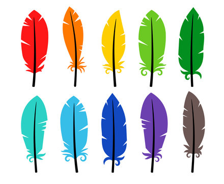 Set of colored bird feathers 