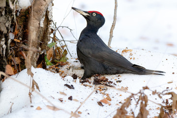 Black Woodpecker (Dryocopus martius)