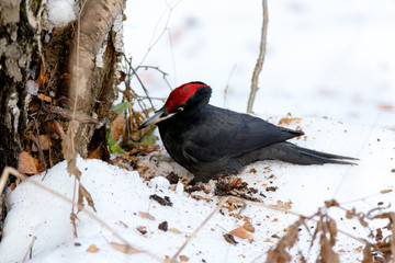 Black Woodpecker (Dryocopus martius)