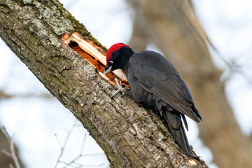 Black Woodpecker (Dryocopus martius)