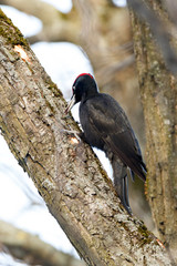 Black Woodpecker (Dryocopus martius)