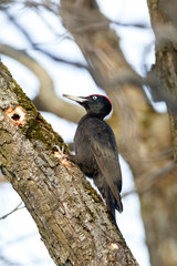 Black Woodpecker (Dryocopus martius)