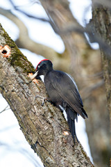 Black Woodpecker (Dryocopus martius)