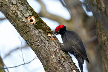 Black Woodpecker (Dryocopus martius)