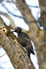 Black Woodpecker (Dryocopus martius)