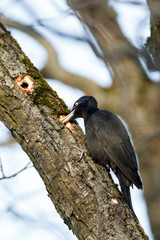 Black Woodpecker (Dryocopus martius)