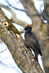 Black Woodpecker (Dryocopus martius)