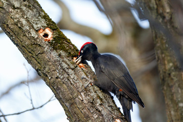 Black Woodpecker (Dryocopus martius)