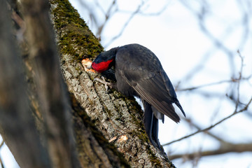 Black Woodpecker (Dryocopus martius)