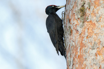 Black Woodpecker (Dryocopus martius)