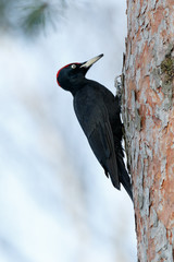 Black Woodpecker (Dryocopus martius)